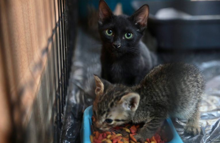 Prueben adopción de mascotas rescatadas por el gobierno municipal