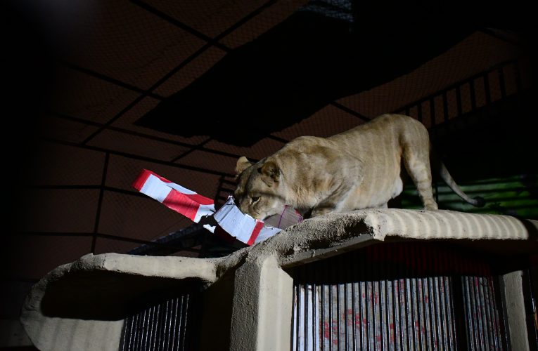 Zoológico de Nuevo Laredo suspende actividades navideñas por bajas temperaturas