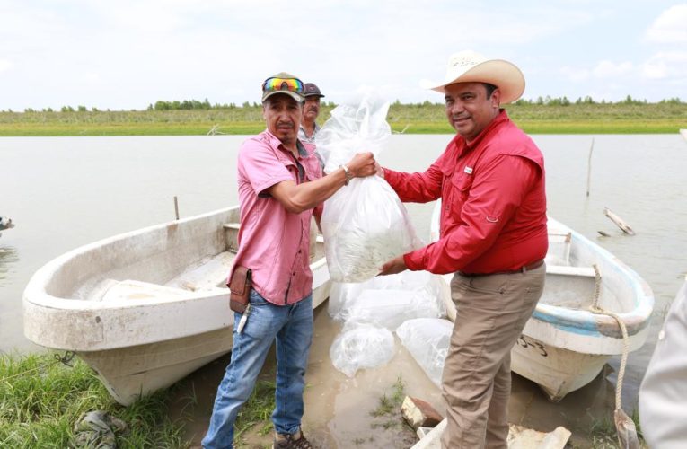 Inicia repoblamiento de lobina negra en la Presa “Vicente Guerrero”