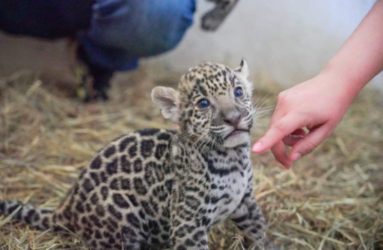 Crece familia del zoológico; nacen dos jaguares y una cebra