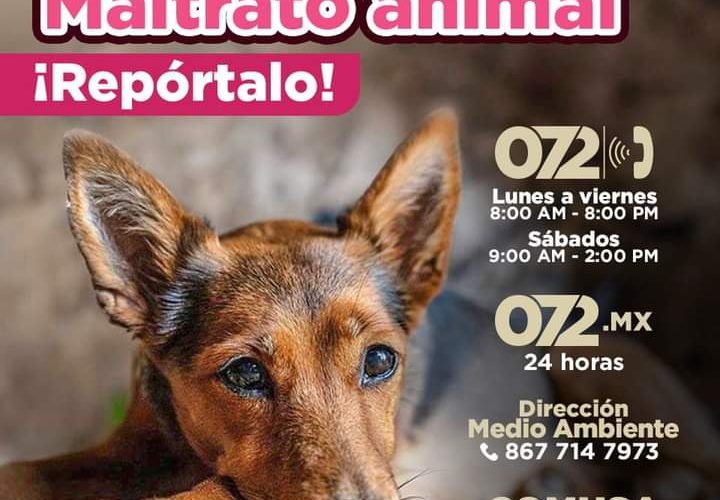 Exhorta Gobierno Municipal a denunciar casos de maltrato animal