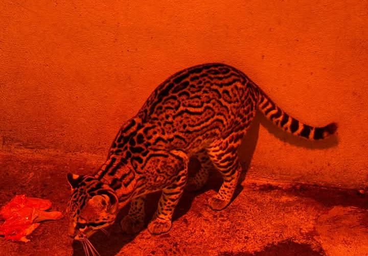 Aplica Comisión de Parques protocolos en fauna ante bajas temperaturas