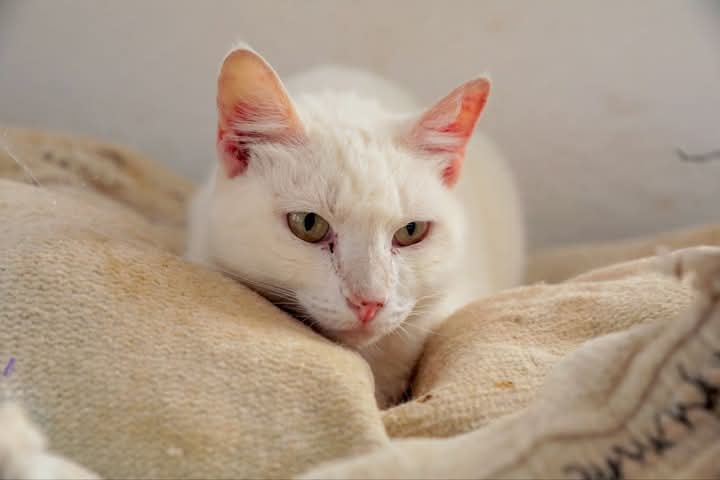 Emite Gobierno Municipal recomendaciones para proteger a mascotas del frío